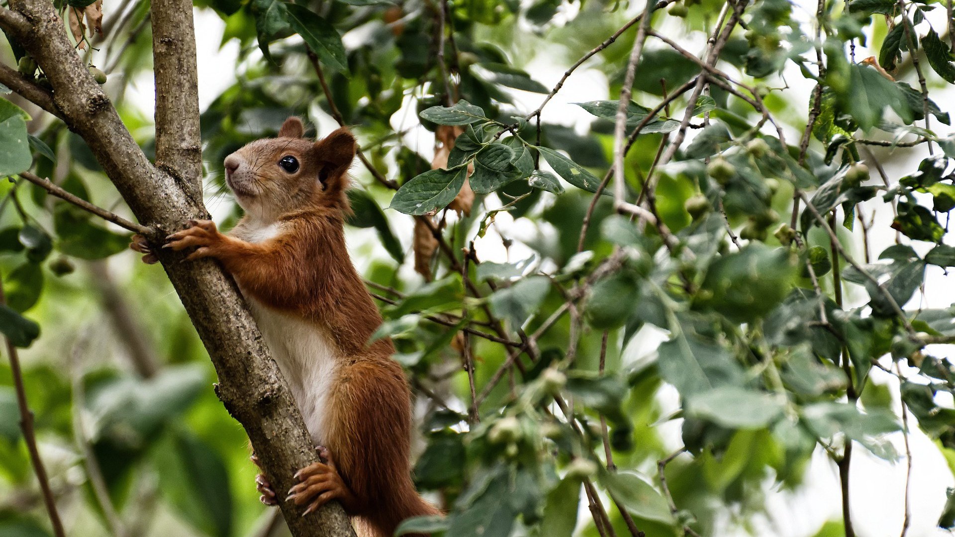 今年联盟场均篮板榜:谁是篮下超级王?,nba赛季场均篮板