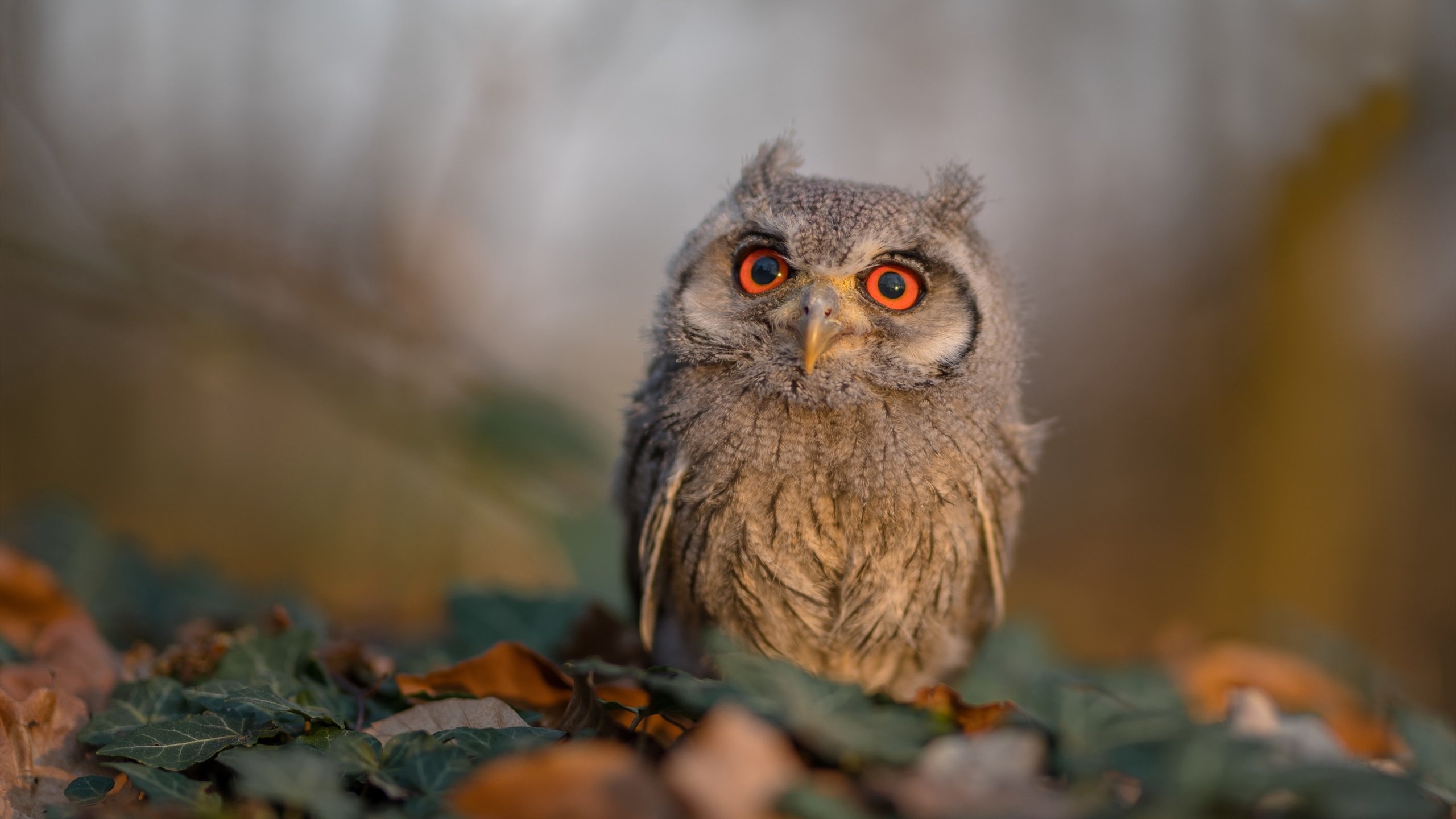 公牛队启动“球场教育计划”，为球迷提供篮球公开课，公牛队的球馆